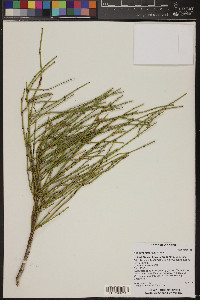 Ephedra torreyana image