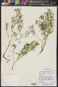 Ladeania lanceolata image