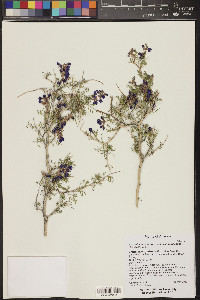 Psorothamnus arborescens image