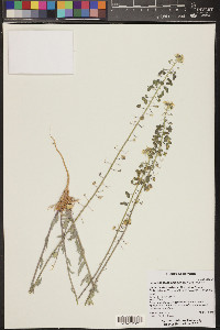 Dimorphocarpa wislizeni image