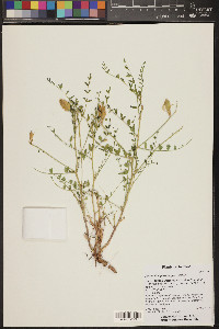 Astragalus praelongus image