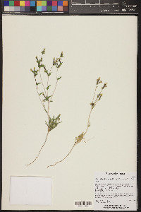 Mentzelia albicaulis image