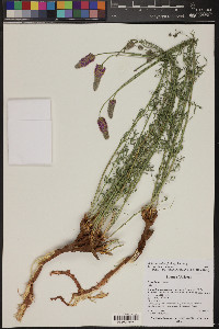 Dalea searlsiae image