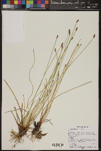 Eleocharis rostellata image