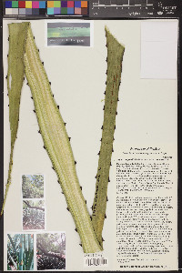 Agave angustifolia image