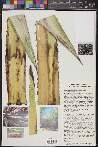 Agave × glomeruliflora image