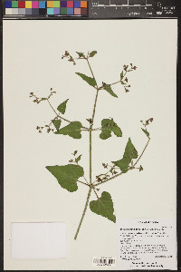 Mirabilis oxybaphoides image