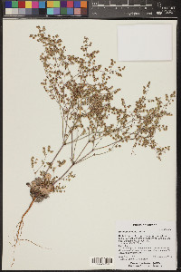 Eriogonum deflexum image