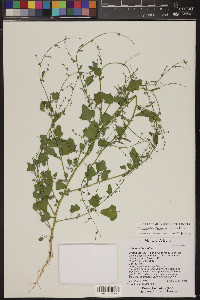 Chenopodium fremontii image