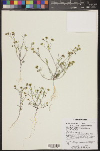 Picradeniopsis multiflora image