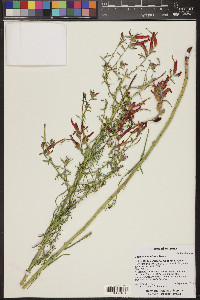 Castilleja linariifolia image