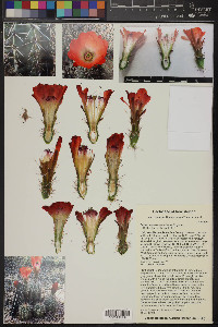 Echinocereus coccineus image