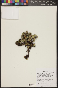 Petrophyton caespitosum image