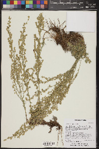 Artemisia frigida image