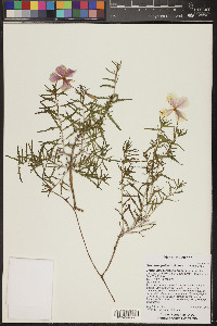 Oenothera pallida subsp. pallida image