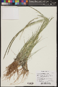 Sporobolus contractus image