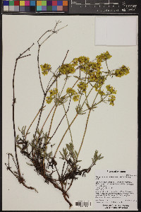 Eriogonum umbellatum var. subaridum image