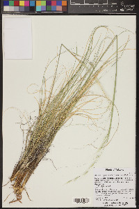 Hesperostipa comata image