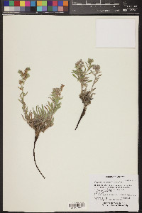 Oreocarya suffruticosa image