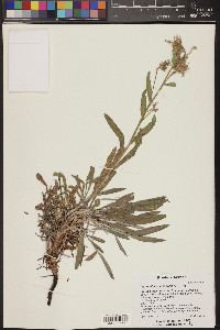 Oreocarya suffruticosa image