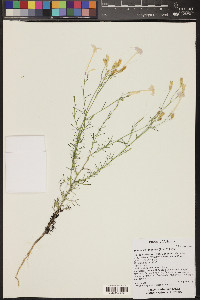 Ipomopsis longiflora image