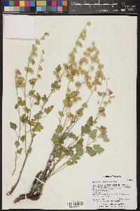 Sphaeralcea parvifolia image