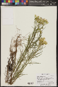 Senecio spartioides image