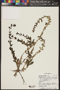 Stemodia durantifolia image