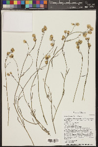 Bebbia juncea image