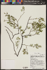 Larrea tridentata image