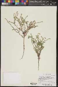 Cryptantha fendleri image