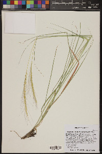 Trachypogon spicatus image