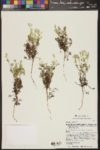 Daucus pusillus image