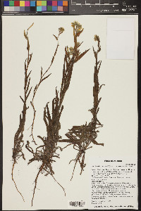 Amsinckia menziesii image