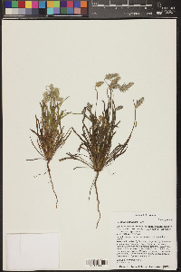 Plantago patagonica image