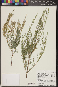 Tamarix chinensis image