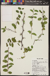 Celtis pallida image