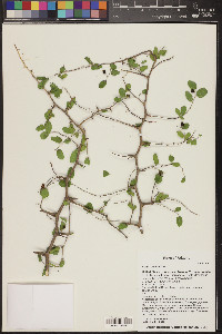 Celtis pallida image