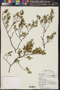 Larrea tridentata image