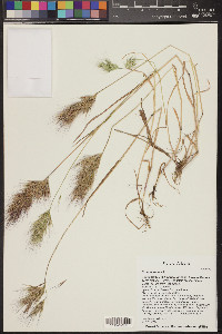 Bromus rubens image