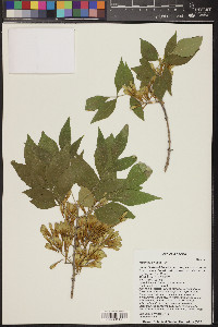 Fraxinus velutina image