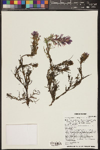 Castilleja exserta image