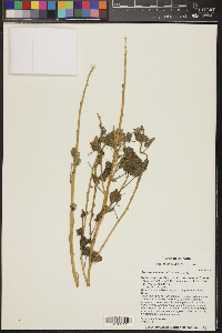 Sphaeralcea emoryi image