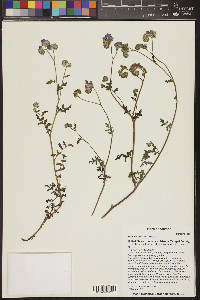 Phacelia distans image