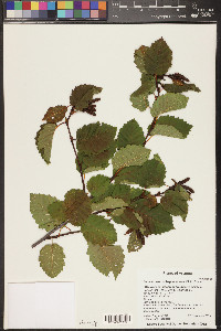 Alnus incana subsp. tenuifolia image