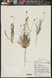 Plantago ovata image