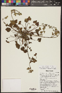 Erodium texanum image