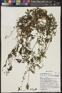 Eucrypta micrantha image