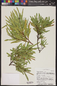 Dodonaea viscosa image