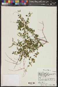 Aloysia wrightii image